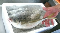 ご家族、ご友人との大切なひとときを鮨駒で・・・